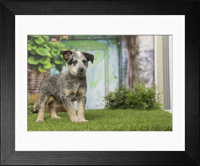 Framed Print : Picture No. 12019120 Framed Print : Picture No. 12019120