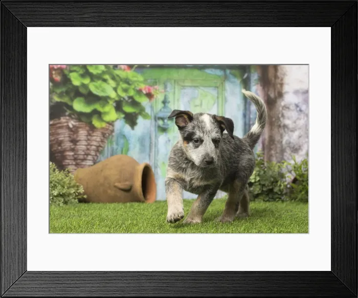 Framed Print : Picture No. 12019121 Framed Print : Picture No. 12019121