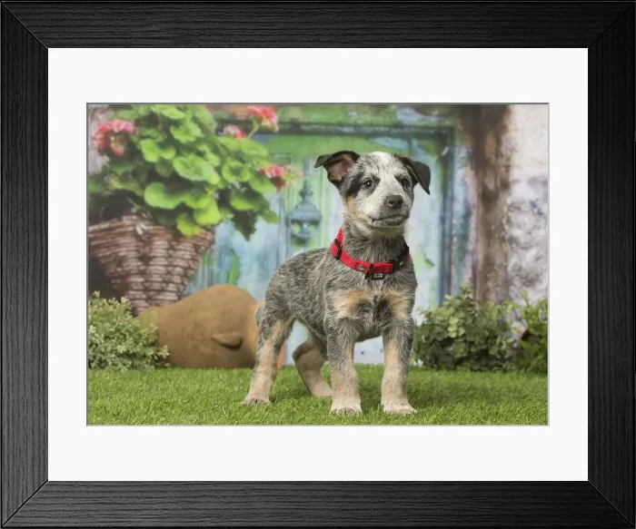 Framed Print : Picture No. 12019125 Framed Print : Picture No. 12019125