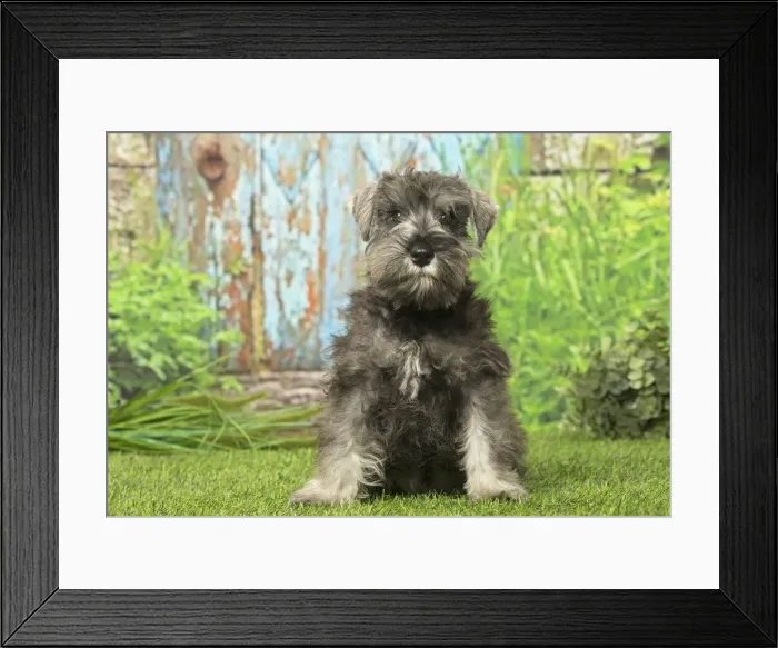 Framed Print : Picture No. 12019128 Framed Print : Picture No. 12019128