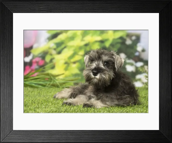 Framed Print : Picture No. 12019129 Framed Print : Picture No. 12019129
