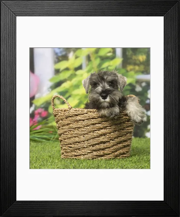 Framed Print : Picture No. 12019130 Framed Print : Picture No. 12019130