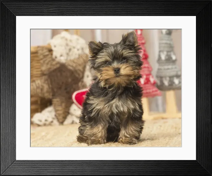 Framed Print : Picture No. 12019132 Framed Print : Picture No. 12019132
