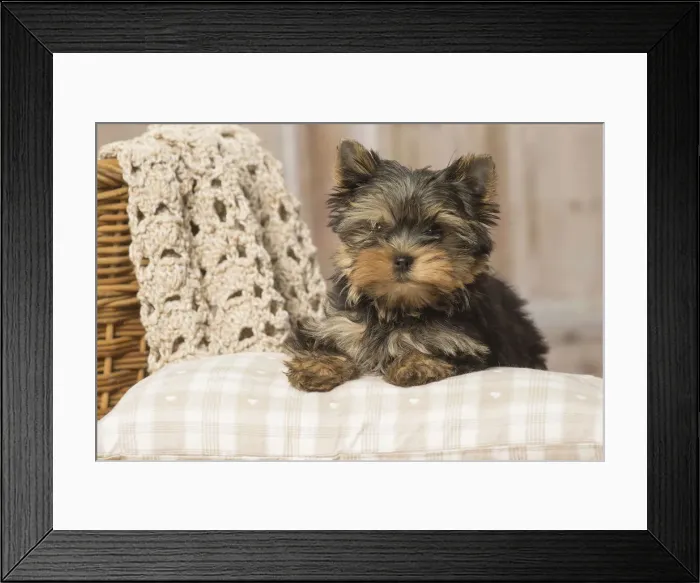 Framed Print : Picture No. 12019134 Framed Print : Picture No. 12019134