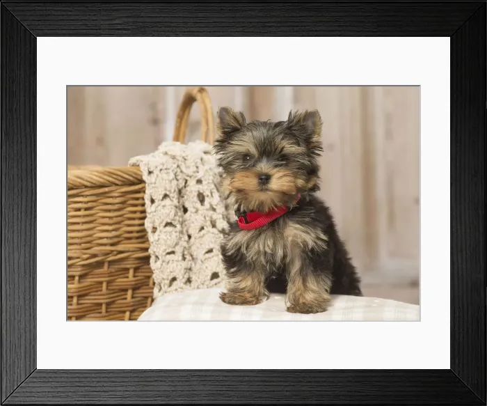 Framed Print : Picture No. 12019135 Framed Print : Picture No. 12019135