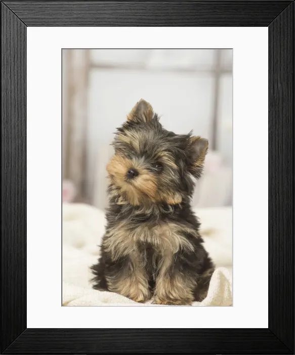 Framed Print : Picture No. 12019137 Framed Print : Picture No. 12019137