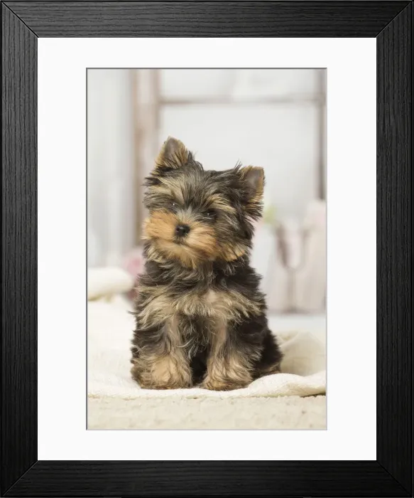 Framed Print : Picture No. 12019138 Framed Print : Picture No. 12019138