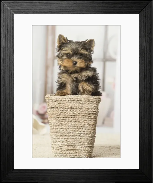 Framed Print : Picture No. 12019139 Framed Print : Picture No. 12019139