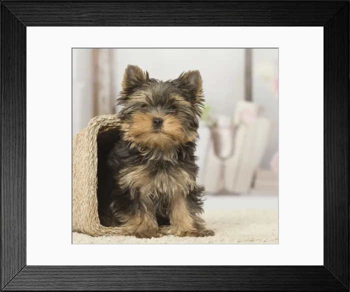 Framed Print : Picture No. 12019140 Framed Print : Picture No. 12019140
