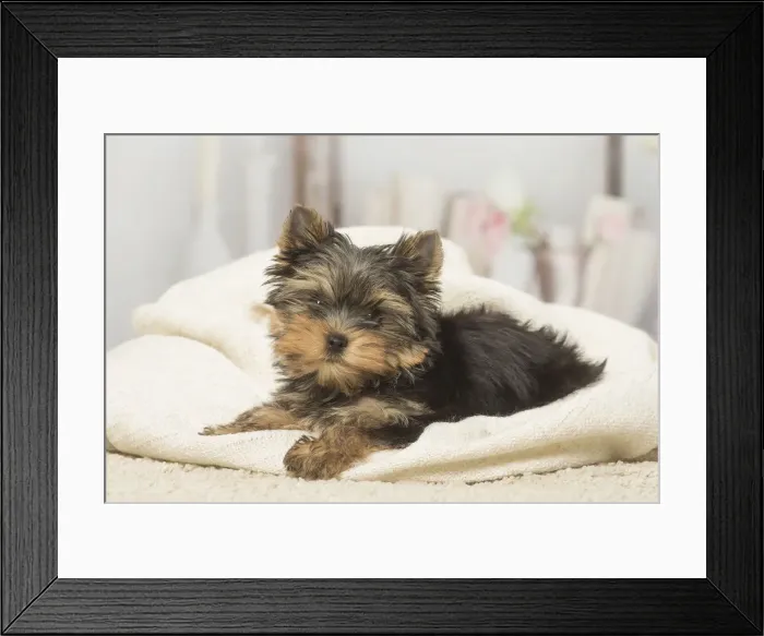 Framed Print : Picture No. 12019142 Framed Print : Picture No. 12019142