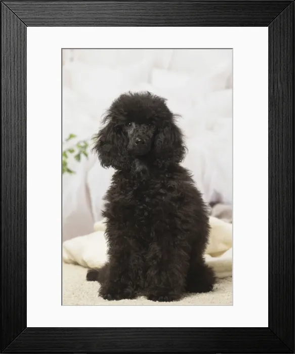 Framed Print : Picture No. 12019143 Framed Print : Picture No. 12019143