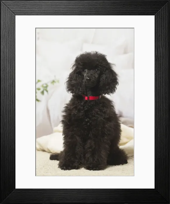 Framed Print : Picture No. 12019145 Framed Print : Picture No. 12019145
