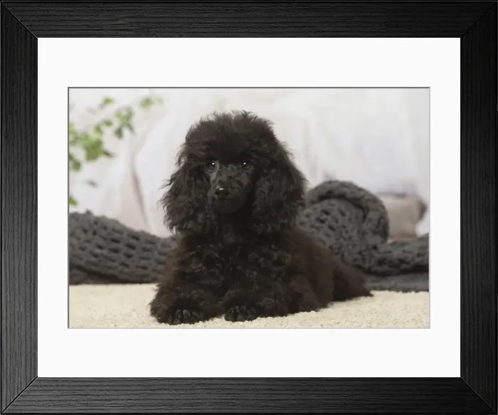Framed Print : Picture No. 12019147 Framed Print : Picture No. 12019147