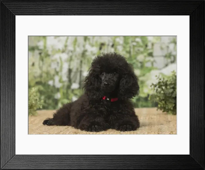 Framed Print : Picture No. 12019149 Framed Print : Picture No. 12019149
