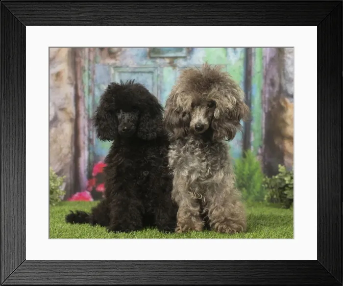 Framed Print : Picture No. 12019152 Framed Print : Picture No. 12019152