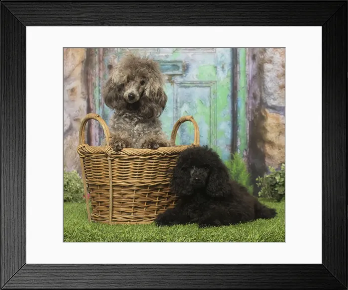 Framed Print : Picture No. 12019155 Framed Print : Picture No. 12019155