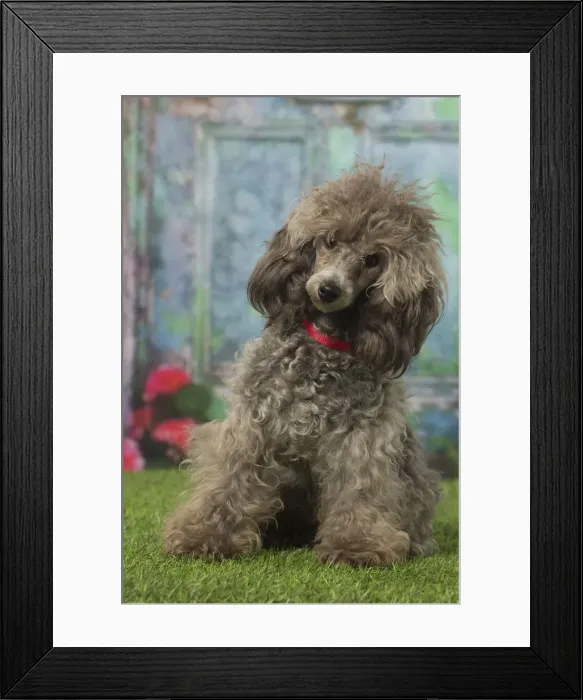 Framed Print : Picture No. 12019158 Framed Print : Picture No. 12019158