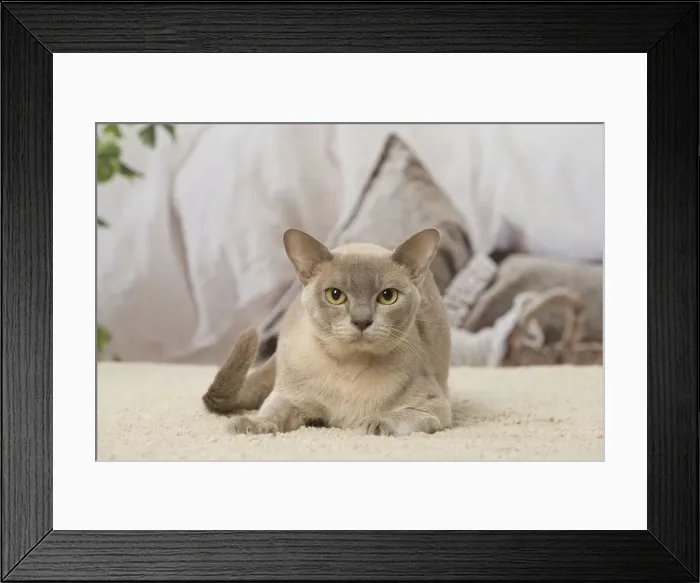 Framed Print : Picture No. 12019159 Framed Print : Picture No. 12019159