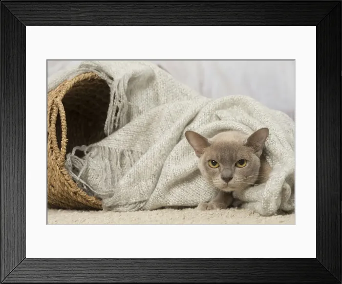 Framed Print : Picture No. 12019160 Framed Print : Picture No. 12019160