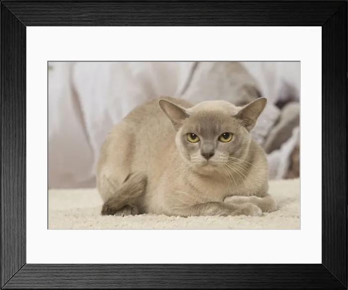Framed Print : Picture No. 12019161 Framed Print : Picture No. 12019161