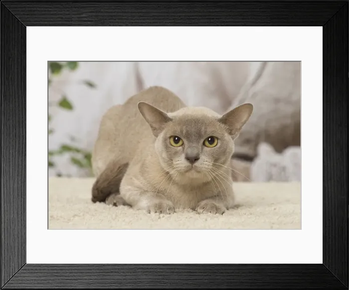 Framed Print : Picture No. 12019162 Framed Print : Picture No. 12019162