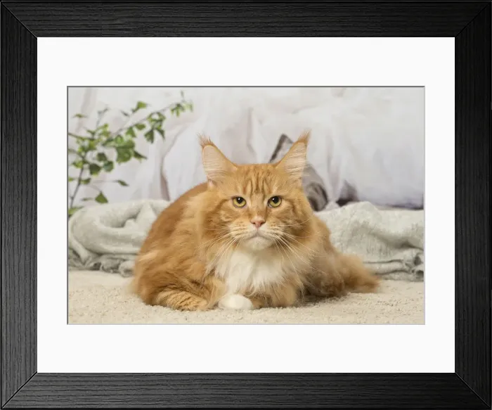 Framed Print : Picture No. 12019163 Framed Print : Picture No. 12019163