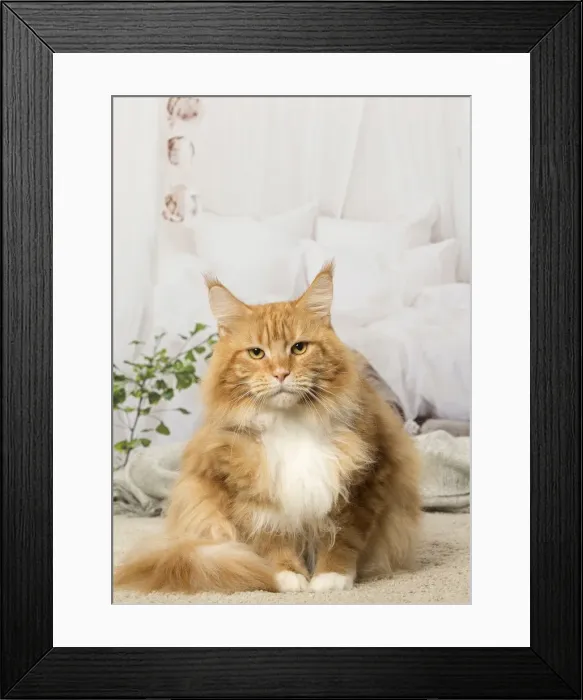 Framed Print : Picture No. 12019164 Framed Print : Picture No. 12019164