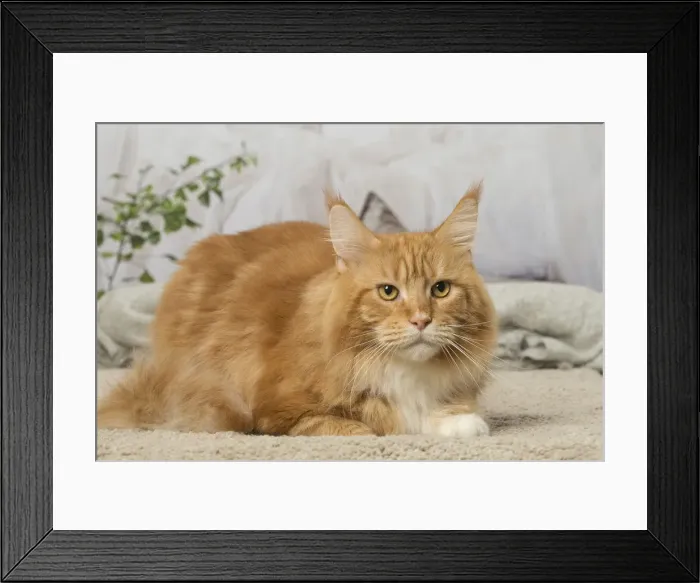 Framed Print : Picture No. 12019165 Framed Print : Picture No. 12019165