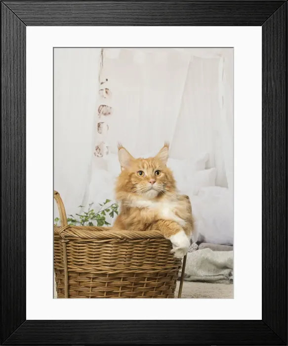 Framed Print : Picture No. 12019166 Framed Print : Picture No. 12019166