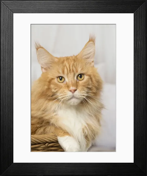 Framed Print : Picture No. 12019167 Framed Print : Picture No. 12019167