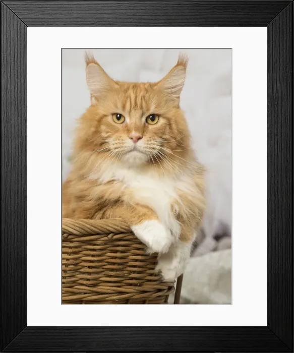 Framed Print : Picture No. 12019168 Framed Print : Picture No. 12019168