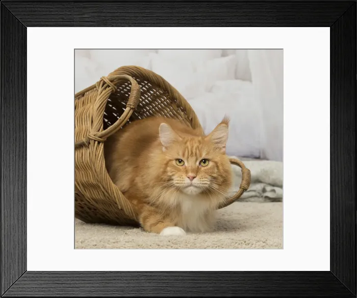 Framed Print : Picture No. 12019169 Framed Print : Picture No. 12019169
