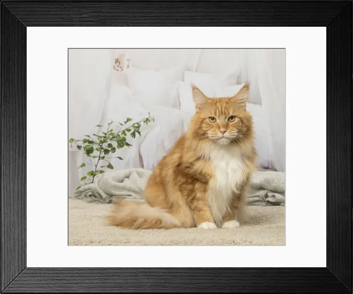 Framed Print : Picture No. 12019170 Framed Print : Picture No. 12019170