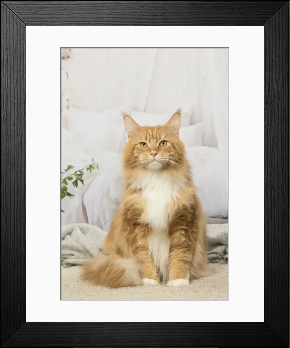 Framed Print : Picture No. 12019171 Framed Print : Picture No. 12019171