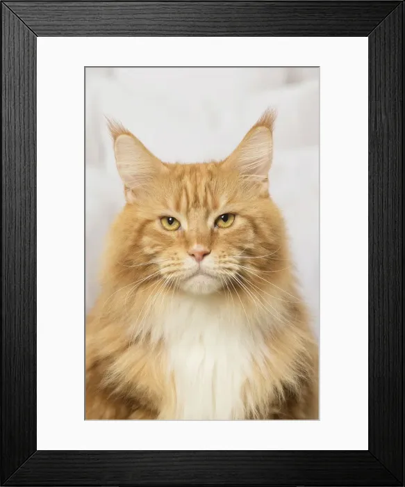 Framed Print : Picture No. 12019172 Framed Print : Picture No. 12019172