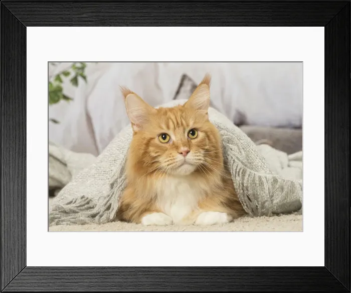 Framed Print : Picture No. 12019173 Framed Print : Picture No. 12019173