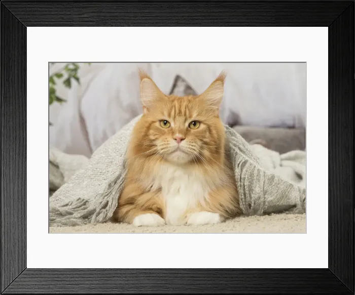 Framed Print : Picture No. 12019174 Framed Print : Picture No. 12019174