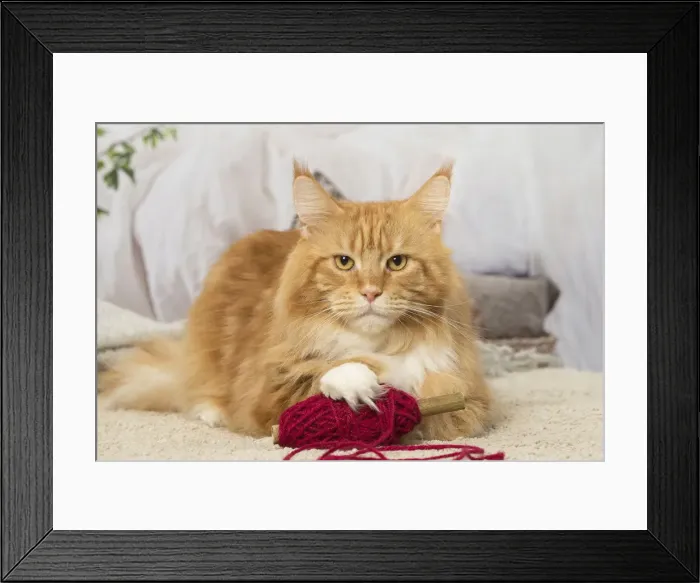 Framed Print : Picture No. 12019176 Framed Print : Picture No. 12019176
