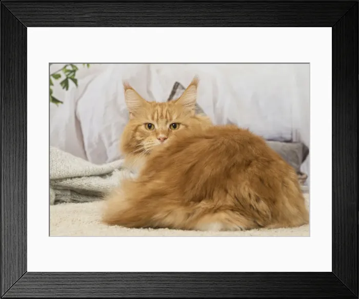 Framed Print : Picture No. 12019177 Framed Print : Picture No. 12019177
