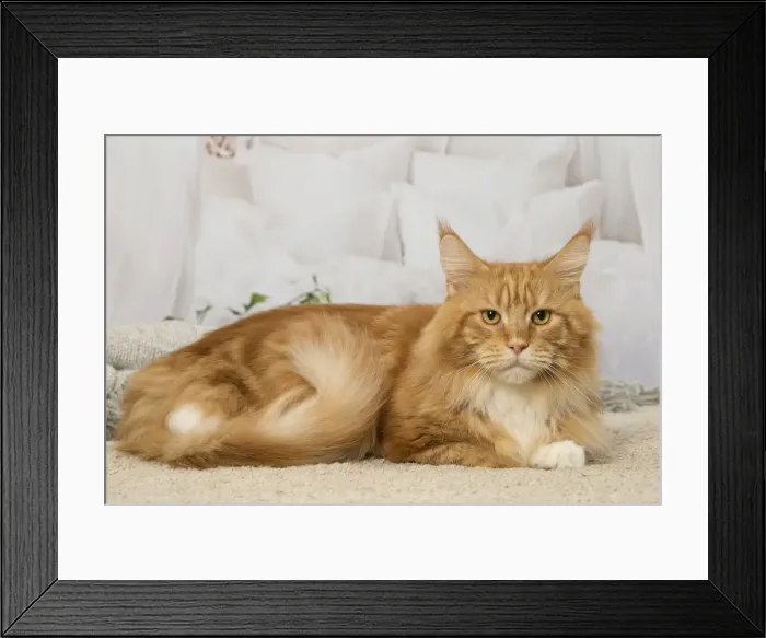 Framed Print : Picture No. 12019178 Framed Print : Picture No. 12019178