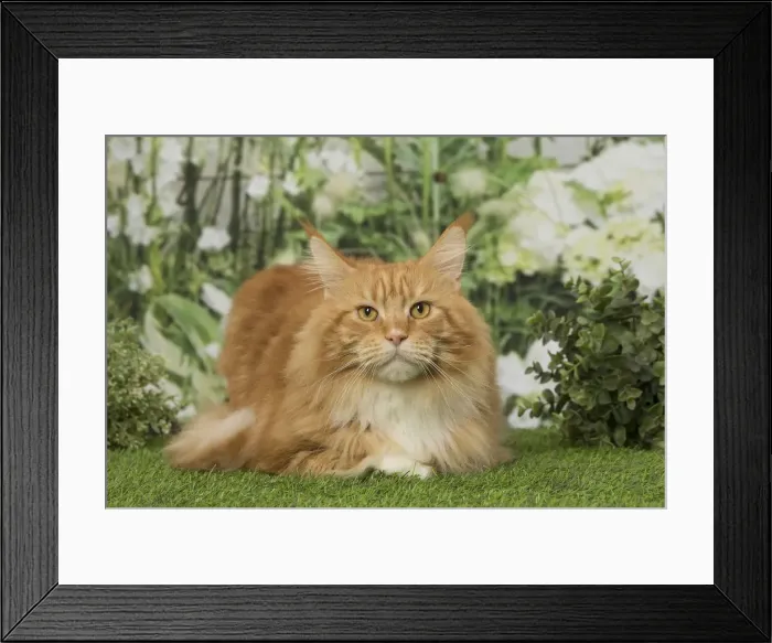 Framed Print : Picture No. 12019179 Framed Print : Picture No. 12019179