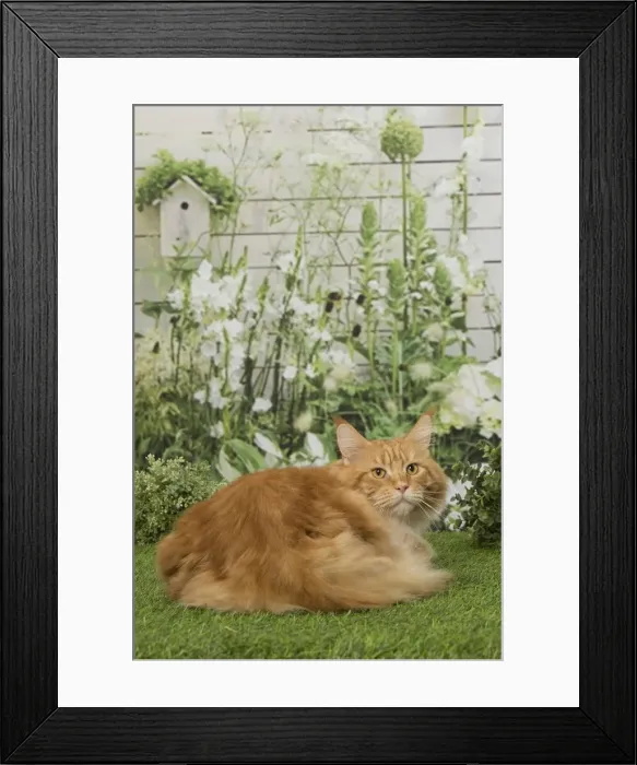 Framed Print : Picture No. 12019180 Framed Print : Picture No. 12019180