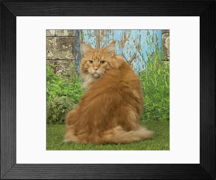 Framed Print : Picture No. 12019181 Framed Print : Picture No. 12019181