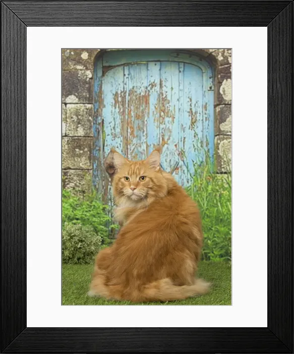 Framed Print : Picture No. 12019182 Framed Print : Picture No. 12019182