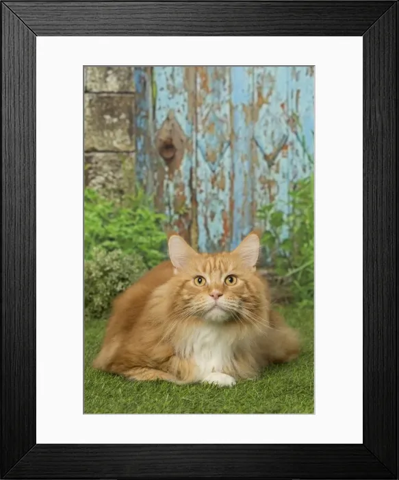 Framed Print : Picture No. 12019183 Framed Print : Picture No. 12019183