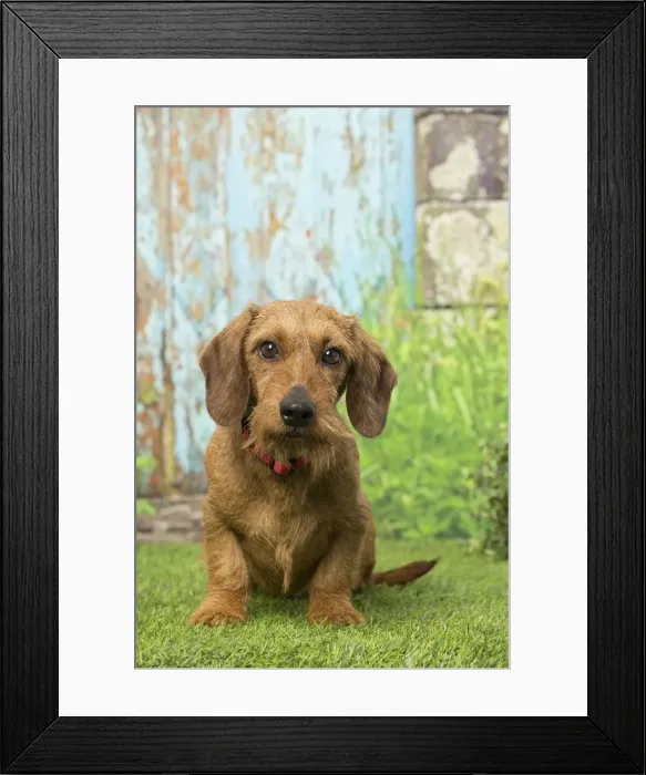 Framed Print : Picture No. 12019184 Framed Print : Picture No. 12019184