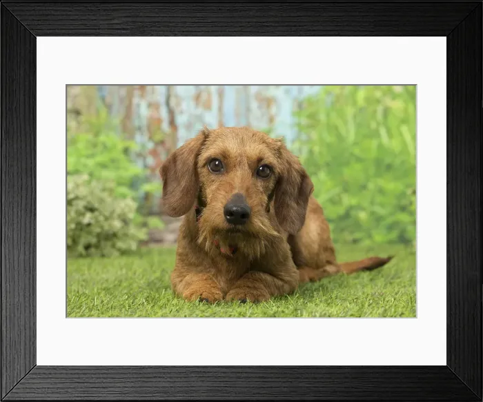 Framed Print : Picture No. 12019185 Framed Print : Picture No. 12019185