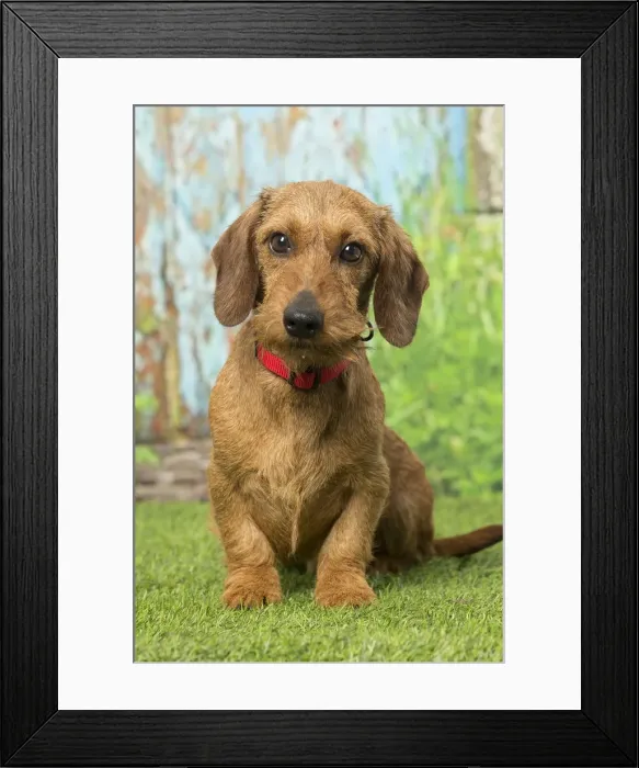 Framed Print : Picture No. 12019186 Framed Print : Picture No. 12019186