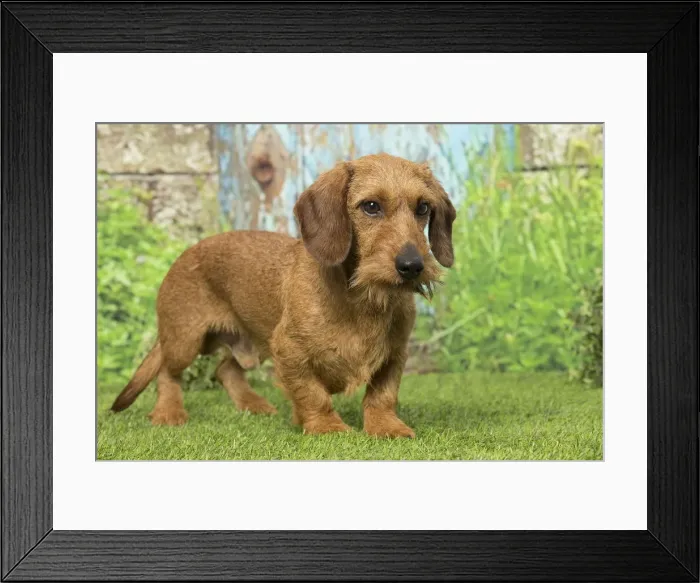 Framed Print : Picture No. 12019188 Framed Print : Picture No. 12019188