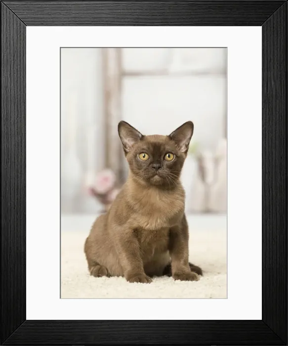 Framed Print : Picture No. 12019193 Framed Print : Picture No. 12019193